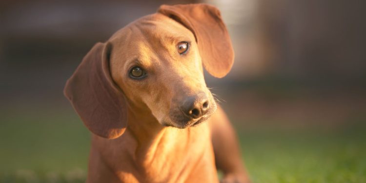 WHAT TO LOOK FOR WHEN YOU HAVE A DOG