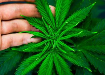 How Cannabis Grow Software Can Improve Production