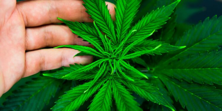 How Cannabis Grow Software Can Improve Production