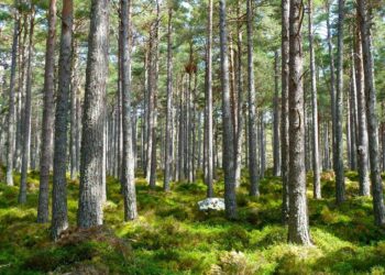 The forest in yume nikki