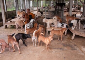 connie hannam dog rescue