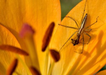 if there was a spider near my bed should i still sleep in it?