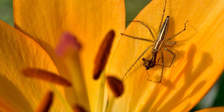 if there was a spider near my bed should i still sleep in it?