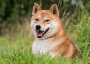 tosatoken io tosa inu shiba doge