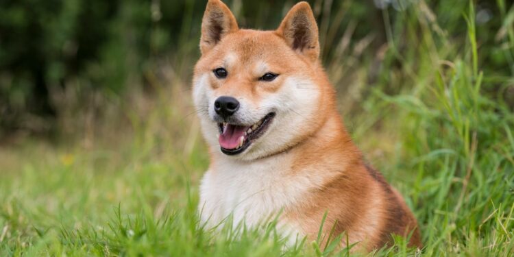 tosatoken io tosa inu shiba doge