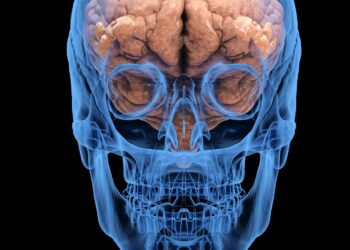 correctly label the following functional regions of the cerebral cortex
