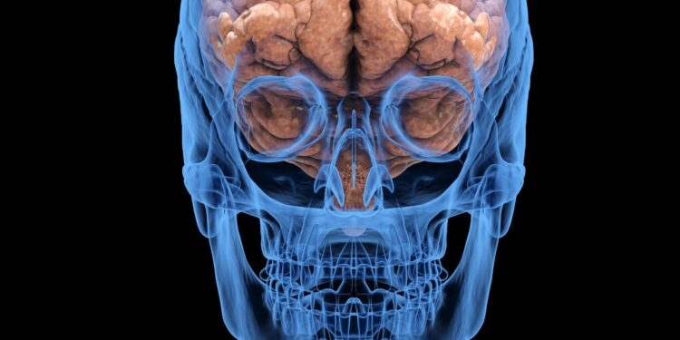 Interactive Brain: Correctly Label The Following Functional Regions of