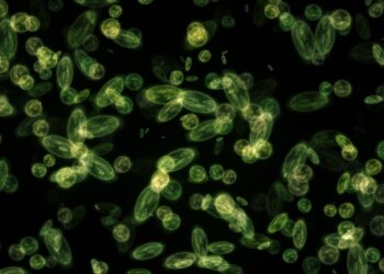 identify the thylakoid membrane of the cyanobacterium shown here.