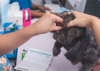 what happens if you give a dog dewormer and they don't have worms