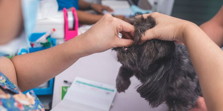 what happens if you give a dog dewormer and they don't have worms