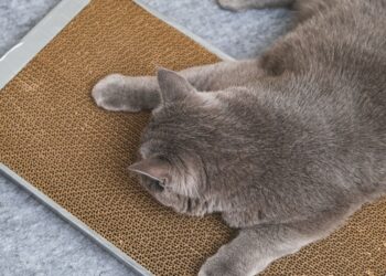 what does it mean when a cat scratches the floor