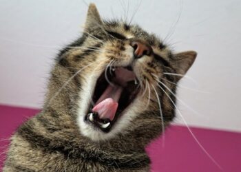 using the exemplar model, how would one form a concept of a cat?