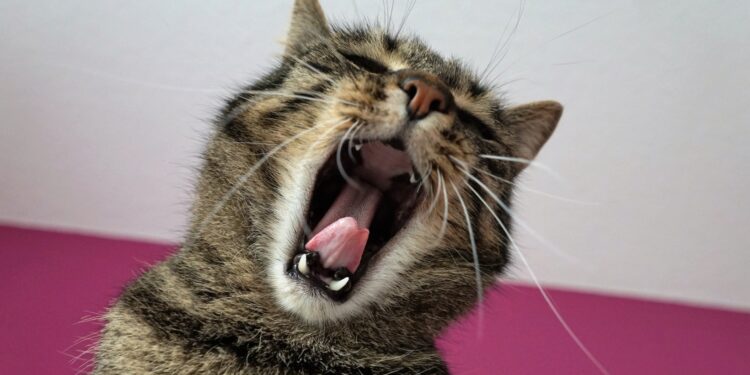 using the exemplar model, how would one form a concept of a cat?