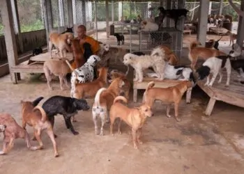 connie hannam dog rescue