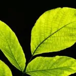 The Miracle of Photosynthesis: How Plants Create Life and Sustain Our Planet