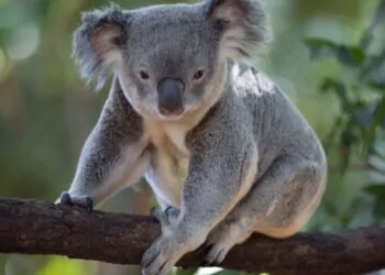 como se llama el animal que entro solo al arca de noe